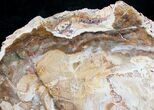 Beautiful Araucaria Petrified Wood Slice - #9585-1